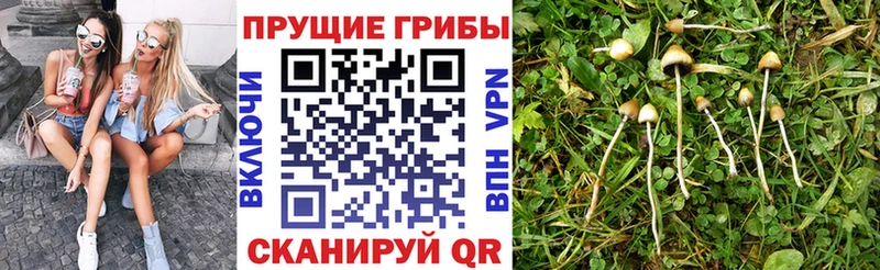 Купить  Тарко-Сале  Псилоцибиновые грибы Magic Shrooms 